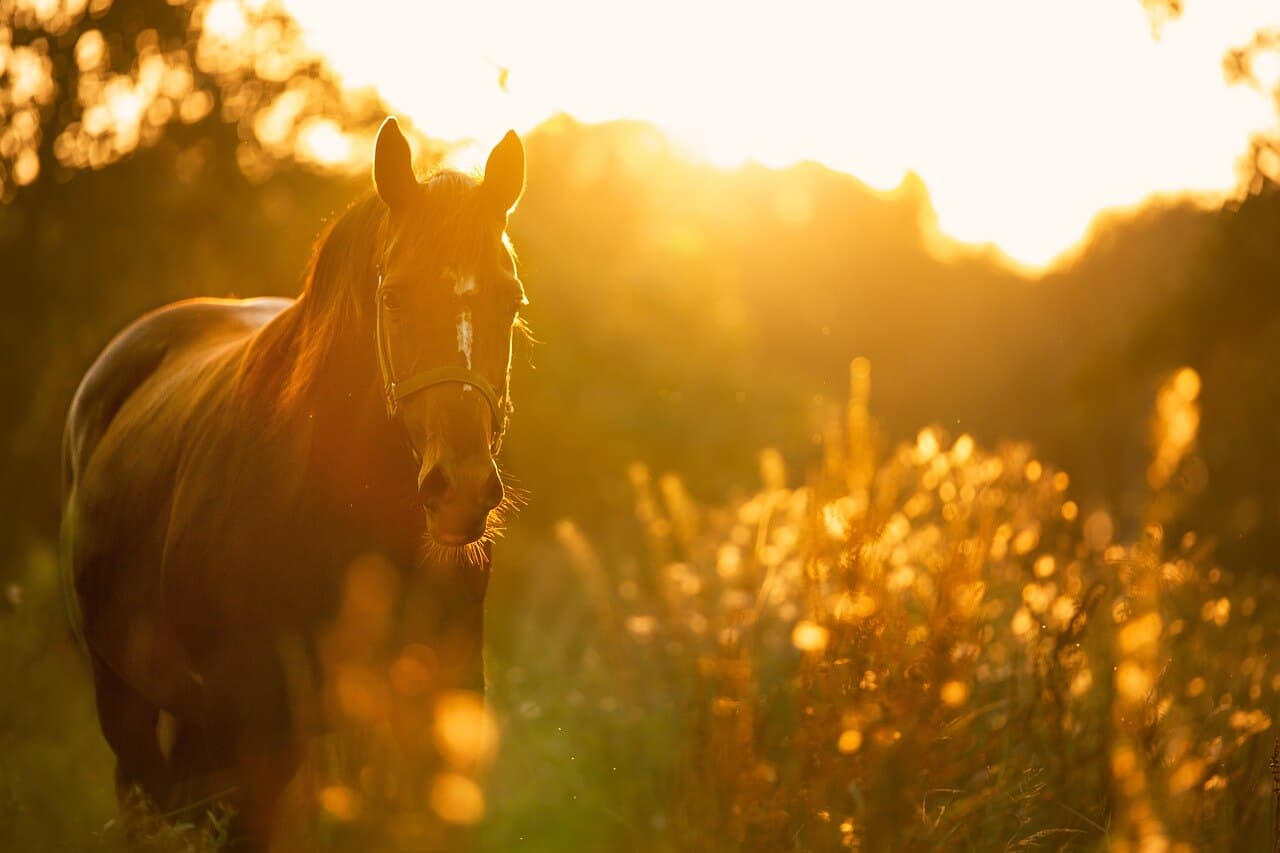 Winsome