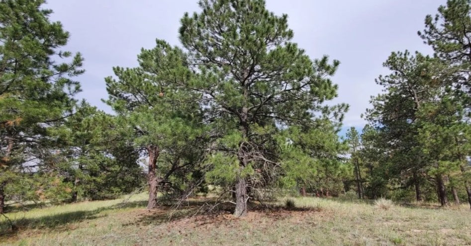STAGE STATION – HOMESITE 7